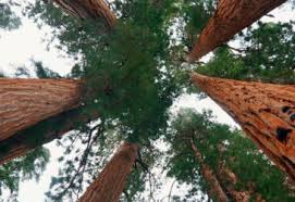 Plant a Tree In Memory Of a Pet
