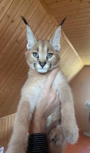 Satriecoša karakula un jaunais servals un savannah