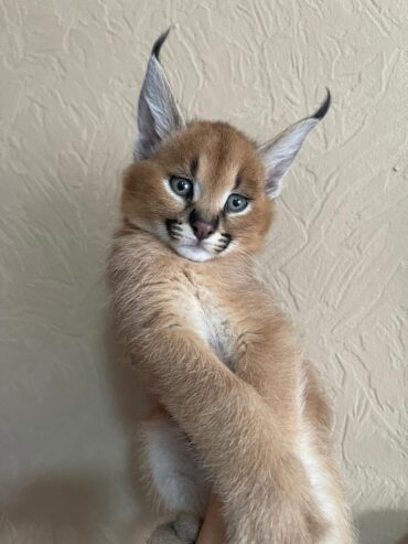 Satriecoša karakula un jaunais servals un savannah