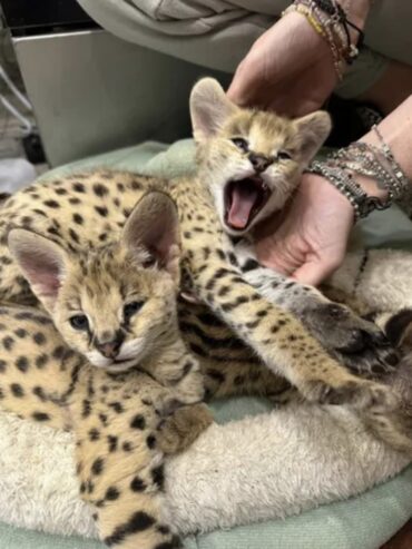 Satriecoša karakula un jaunais servals un savannah