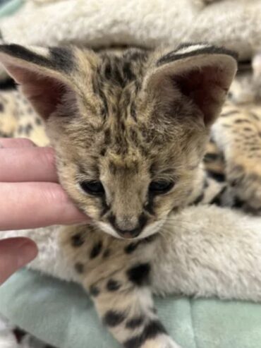 Satriecoša karakula un jaunais servals un savannah