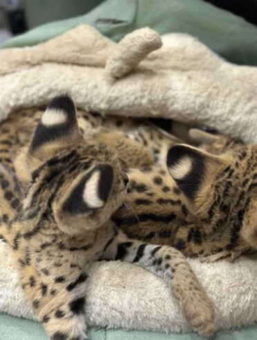 Satriecoša karakula un jaunais servals un savannah