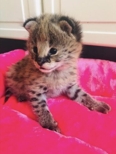 Satriecoša karakula un jaunais servals un savannah
