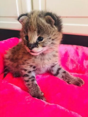 Satriecoša karakula un jaunais servals un savannah
