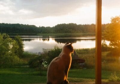 Fricis-saulrieta